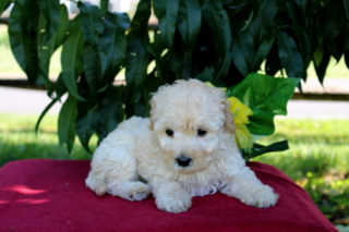 puppy, for, sale, Mini Goldendoodle F1BB, Matthew B. Stoltzfus, dog, breeder, Gap, PA, dog-breeder, puppy-for-sale, forsale, nearby, find, puppyfind, locator, puppylocator, aca